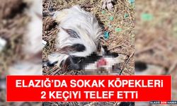 Elazığ’da Sokak Köpekleri 2 Keçiyi Telef Etti