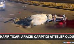 Hafif Ticari Aracın Çarptığı At Telef Oldu