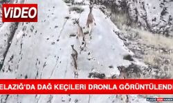 Elazığ'da Dağ Keçileri Dronla Görüntülendi