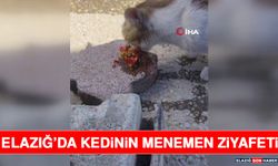 Elazığ’da Kedinin Menemen Ziyafeti