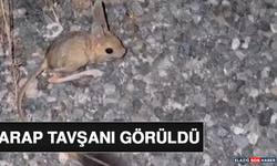 Arap Tavşanı Görüldü