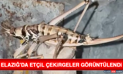 Elazığ'da Etçil Çekirgeler Görüntülendi