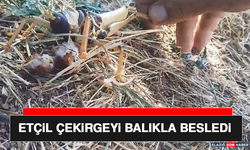 Etçil Çekirgeyi Balıkla Besledi