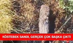 Köstebek Sandı, Gerçek Çok Başka Çıktı