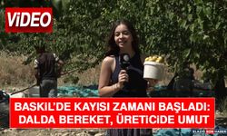 Baskil’de Kayısı Zamanı Başladı: Dalda Bereket, Üreticide Umut