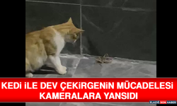 Kedi İle Dev Çekirgenin Mücadelesi Kameralara Yansıdı