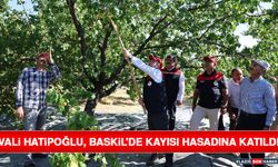 Vali Hatipoğlu, Baskil'de Kayısı Hasadına Katıldı