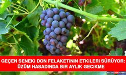 Geçen Seneki Don Felaketinin Etkileri Sürüyor: Üzüm Hasadında Bir Aylık Gecikme