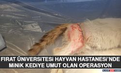 Fırat Üniversitesi Hayvan Hastanesi’nde Minik Kediye Umut Olan Operasyon