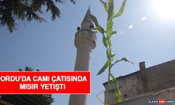 Ordu'da Cami Çatısında Mısır Yetişti