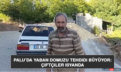 Palu’da Yaban Domuzu Tehdidi Büyüyor: Çiftçiler İsyanda