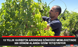 13 Yıllık Gurbetin Ardından Döndüğü Memleketinde 300 Dönüm Alanda Üzüm Yetiştiriyor