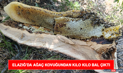 Elazığ'da Ağaç Kovuğundan Kilo Kilo Bal Çıktı