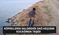 Köpeklerin Saldırdığı Dağ Keçisini Kucağında Taşıdı