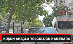 Kuşun Araçla Yolculuğu Kamerada