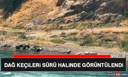 Dağ Keçileri Sürü Halinde Görüntülendi