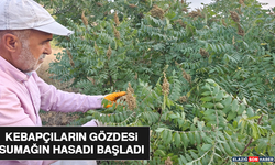 Kebapçıların Gözdesi Sumağın Hasadı Başladı