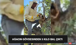 Ağacın Gövdesinden 3 Kilo Bal Çıktı
