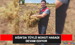 Ağın’da Tüylü Nohut Hasadı Devam Ediyor