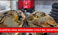 Elazığ'da Ağaç Kovuğundan 13 Kilo Bal Çıkartıldı