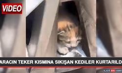 Aracın Teker Kısmına Sıkışan Kediler Kurtarıldı