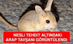 Nesli Tehdit Altındaki Arap Tavşanı Görüntülendi