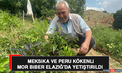 Meksika ve Peru Kökenli Mor Biber Elazığ'da Yetiştirildi