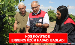 Hoş Köyü’nde Erkenci Üzüm Hasadı Başladı