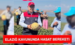 Elazığ Kavununda Hasat Bereketi