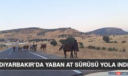 Diyarbakır’da Yaban At Sürüsü Yola İndi