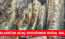 Elazığ'da Ağaç Kovuğunda Doğal Bal