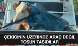 Çekicinin Üzerinde Araç Değil Tosun Taşıdılar