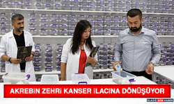 Akrebin Zehri Kanser İlacına Dönüşüyor