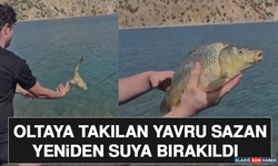 Oltaya Takılan Yavru Sazan Yeniden Suya Bırakıldı