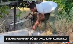 Sulama Havuzuna Düşen Oklu Kirpi Kurtarıldı