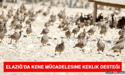 Elazığ’da Kene Mücadelesine Keklik Desteği