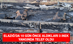 Elazığ'da 10 Gün Önce Aldıkları 3 İnek Yangında Telef Oldu