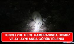 Tunceli'de Gece Kamerasında Domuz ve Ayı Aynı Anda Görüntülendi