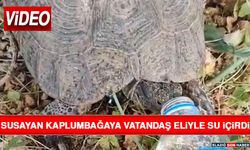 Susayan Kaplumbağaya Vatandaş Eliyle Su İçirdi