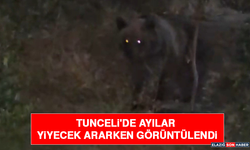 Tunceli'de Ayılar Yiyecek Ararken Görüntülendi