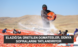 Elazığ'da Üretilen Domatesler, Dünya Sofralarını Tatlandırıyor