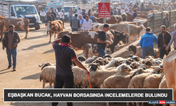 Eşbaşkan Bucak, Hayvan Borsasında İncelemelerde Bulundu