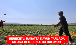 Bereketli Hasatta Kavun Tarlada Kilosu 10 Tl'den Alıcı Buluyor
