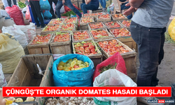 Çüngüş'te Organik Domates Hasadı Başladı