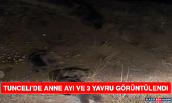 Tunceli'de Anne Ayı ve 3 Yavru Görüntülendi