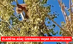Elazığ'da Ağaç Üzerindeki Vaşak Görüntülendi