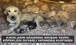 Kayaların Arasında Sıkışan Yavru Köpekleri Duyarlı Vatandaş Kurtardı