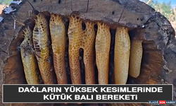 Dağların Yüksek Kesimlerinde Kütük Balı Bereketi