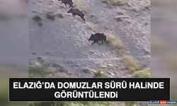 Elazığ’da Domuzlar Sürü Halinde Görüntülendi