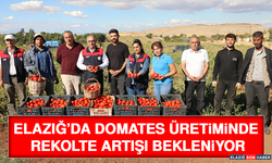 Elazığ’da Domates Üretiminde Rekolte Artışı Bekleniyor